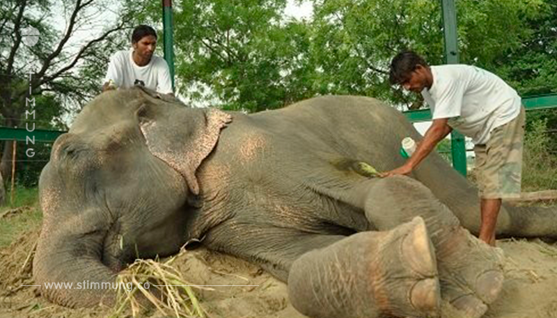 Der Elefant wurde 50 Jahre lang geschlagen - seine Reaktion, als er frei ist, rührt einem zu Tränen!	