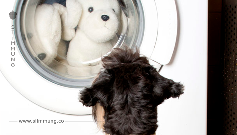 Hundehaare in der Waschmaschine: So vermeiden Sie Fellrückstände	