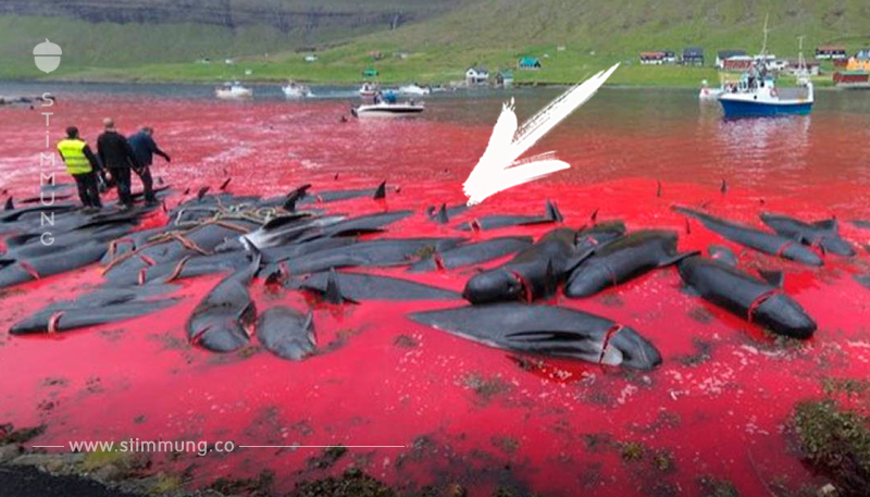 Färöer töten hunderte Wale für den Winter	
