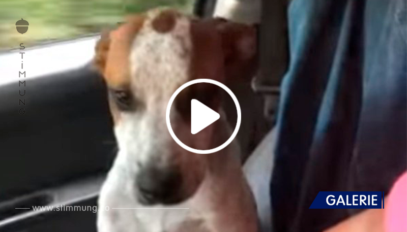 Ein ausgesetzter Hund zeigt eine unglaubliche Liebe zu der Frau, die ihn von dem Tod rettete