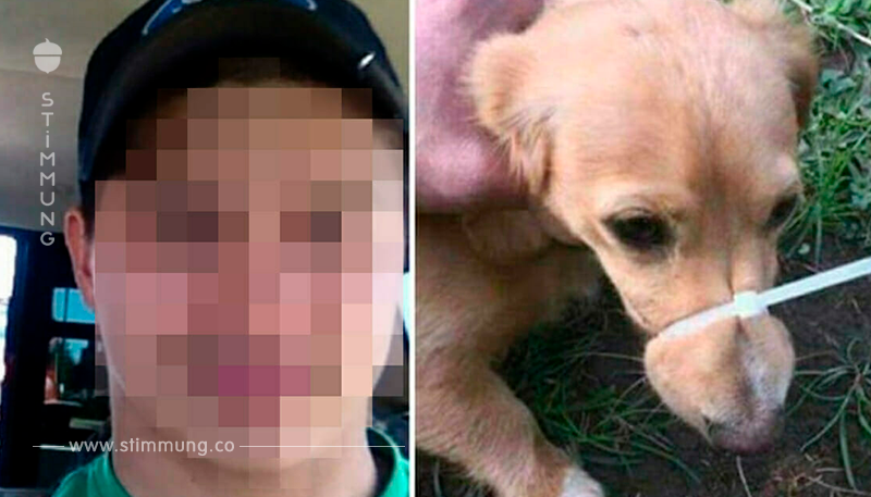 Monster verklebt Mund von Hund, damit er nicht mehr bellt – gibt damit online an	