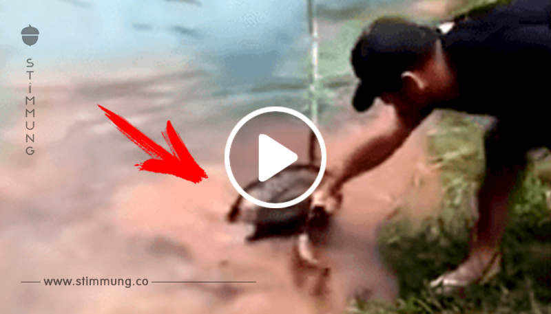 Dramatischer Moment: Man kämpft um das Leben eines Welpen, der von einer Anakonda überfallen wurde	