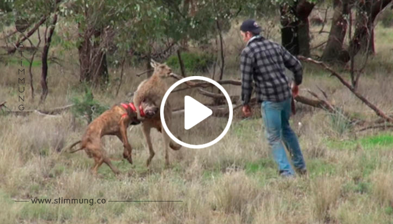 VIDEO: Mann legt sich mit Känguru an, um seinen Hund zu retten!	