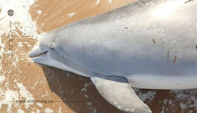 Tierquäler erschießt trächtige Delfin-Mama – bereits der 21. Mord dieser Art	