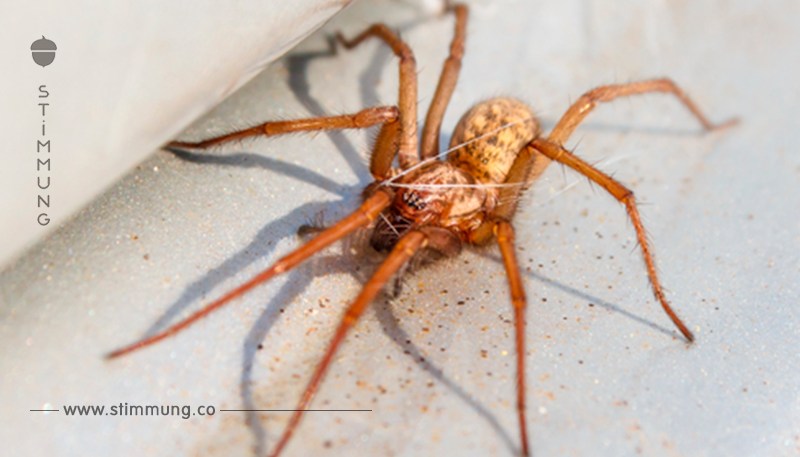 Forscher sagen: Wenn man Spinnen im Haus hat, sollte man sie nicht töten
