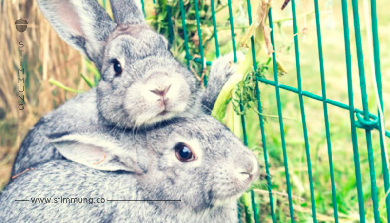 Kaninchen artgerecht halten: Tipps und Infos	