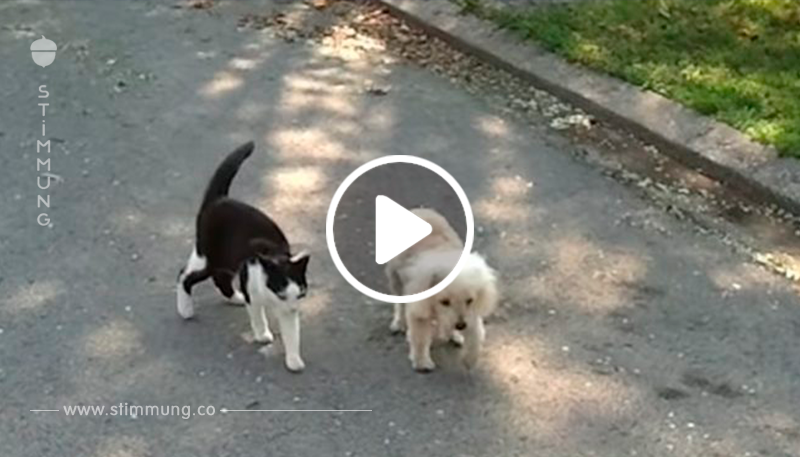 Video: Katze hilft behindertem Hund.	