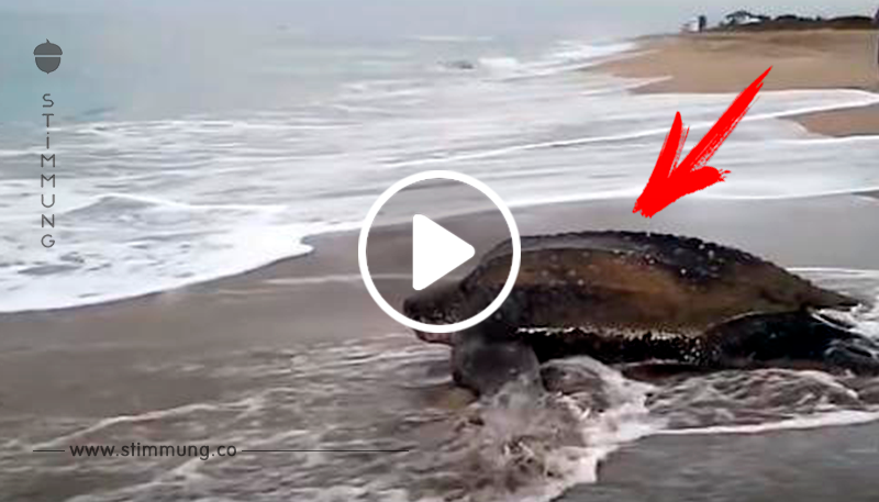 Die weltgrößte Meeresschildkröte entspringt dem Meer und es ist unglaublich