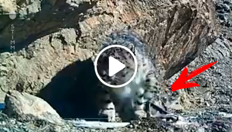 Schrecklich: So grausam ist die Jagd auf Schneeleoparden	