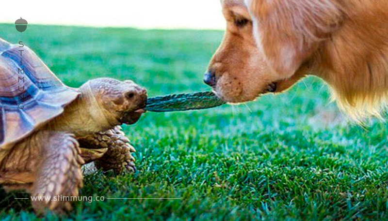 Fantastische Tierfreundschaft: Golden Retriever und Schildkröte verstehen sich bestens	