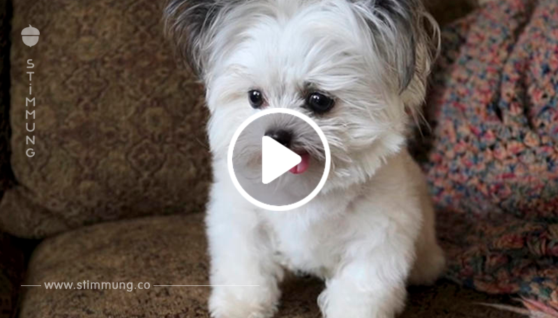 Therapiehund: Der kleine Norbert bringt euch garantiert zum Schmunzeln	