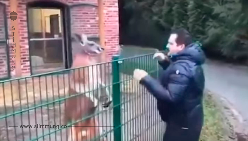 Ein „tapferer“ Mann verhöhnt und schlägt ein Känguru in dem Zoo