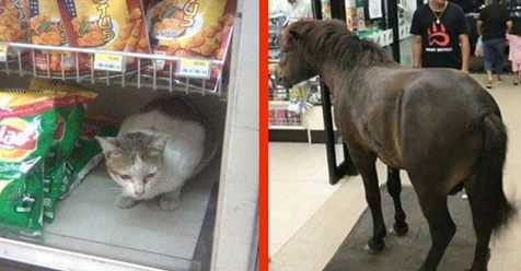 Tiere pilgern in Scharen in diesen Supermarkt.
