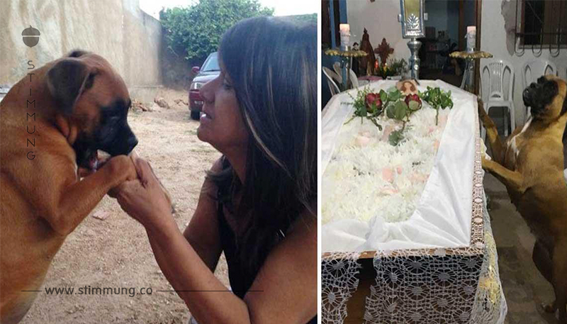Frau erliegt Krebserkrankung – auf der Beerdigung zeigt ihr Hund, wie sehr er sie geliebt hat