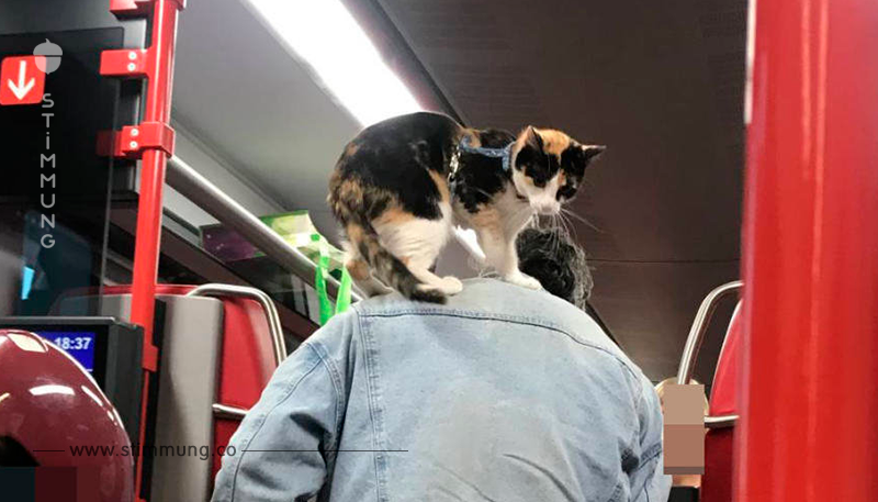 Mann fährt mit Katze auf Schulter mit der S50	
