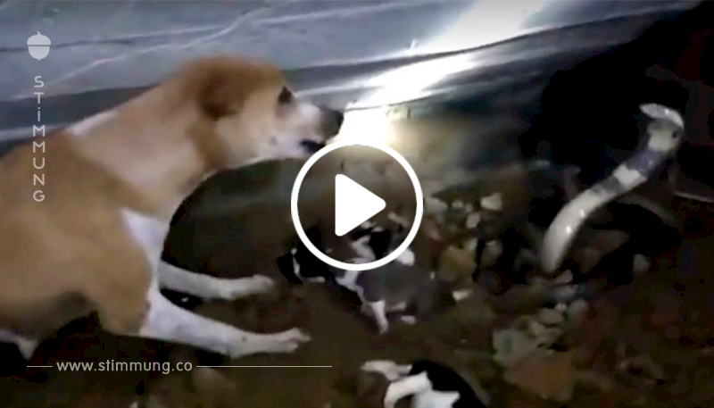 Eine Hundemama schützt ihre Welpen von einer Kobra: Die schrecklichen Momente werden viral	