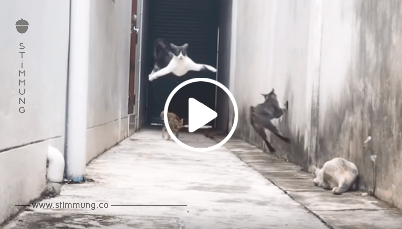 Ein Kater entgeht drei anderen Katzen, die ihn zu fangen versuchten – das Video wurde viral	