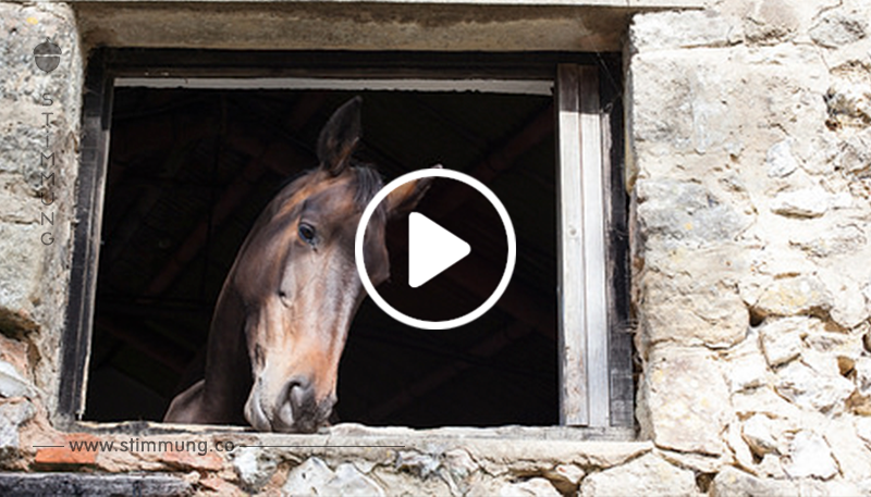 Überwachungsvideo filmt Pferd bei Eskapaden.