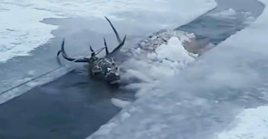 Jäger entdecken ertrinkenden Hirsch – und retten ihn in letzter Minute aus dem Eis