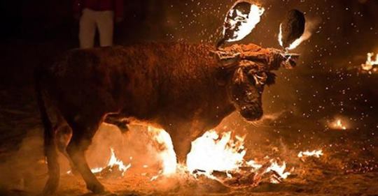 Stier werden die Hörner angezündet: Tierquälerei im Namen der Tradition