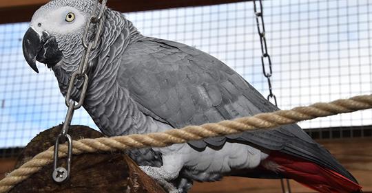 Ups! Papagei bestellt über Stimmerkennung bei Amazon