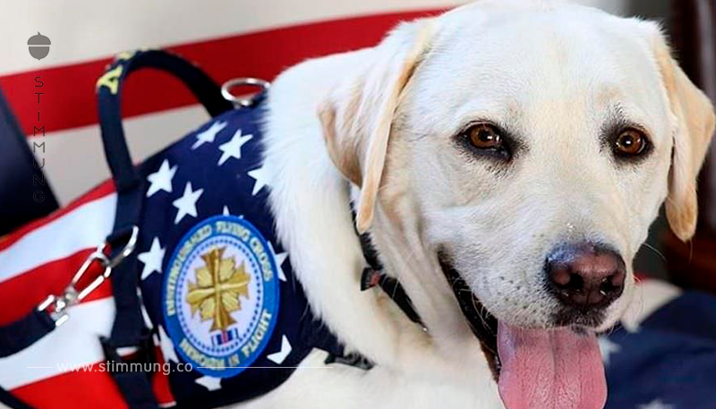 Hund von Präsident George H.W. Bush will Herrchen nicht verlassen – bleibt neben Sarg