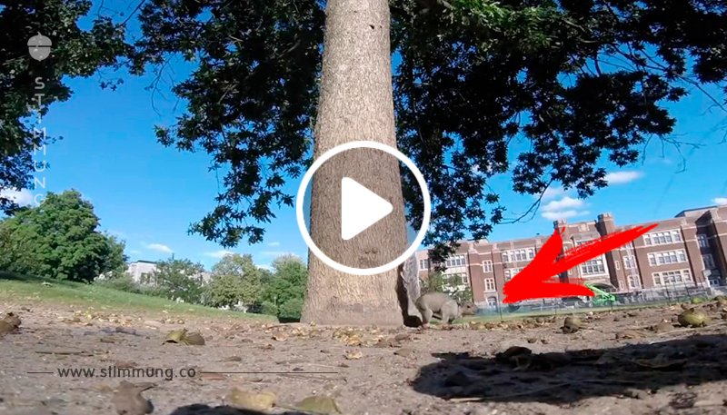 Eichhörnchen stahl GoPro und hat alles auf dem Weg aufgenommen