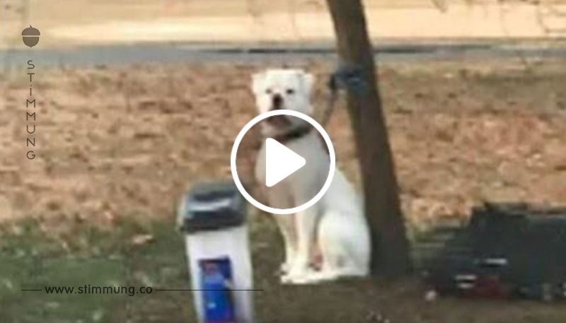 Frau findet frierenden Hund in Park – entdeckt eine merkwürdige Notiz beim einsamen Vierbeiner