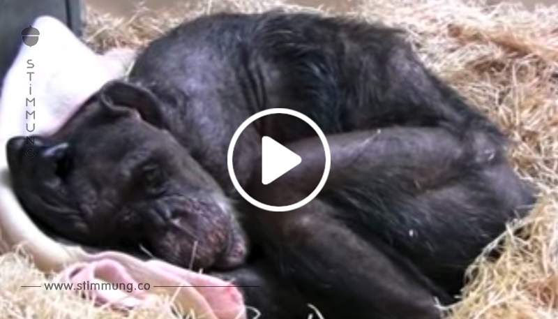 59 jährige Schimpansin liegt im Sterben – seht ihre Reaktion auf den Besuch eines alten Freundes