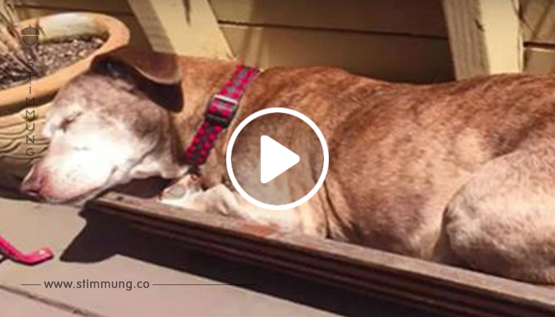 Tauber Hund lebt 11 Jahre auf der Straße   eines Tages wacht er auf und sein Leben hat sich für immer verändert