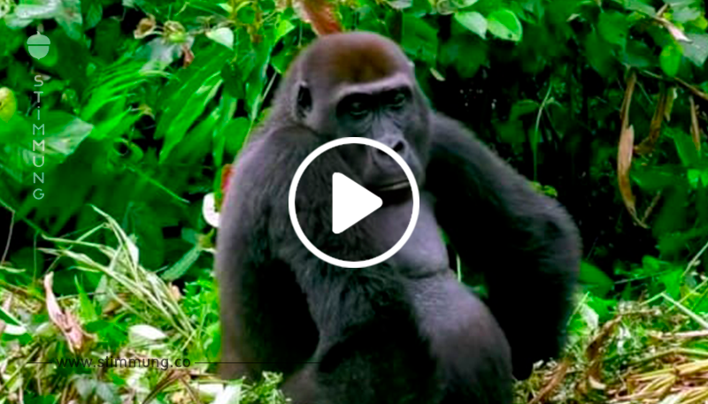 Held stellt Frau Gorilla vor, den er gerettet hat – Reaktion ist einfach unbezahlbar