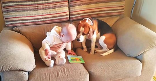 Video: Baby wird rührend von Beagle umsorgt.