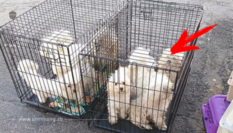 9 Hunde vor Tierheim ausgesetzt: Ein Blick in die Käfige und auf ihr Fell legt den Horror offen