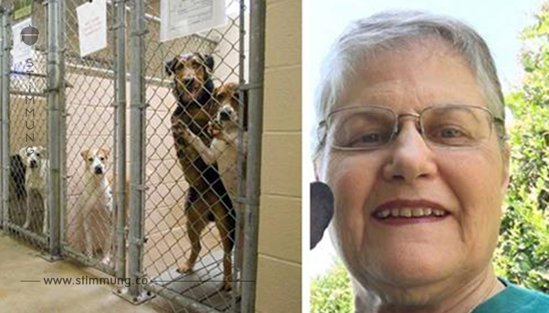 Oma kommt in Tierheim an und fragt nach ältestem Hund, den keiner will: Schau, wen sie bekam