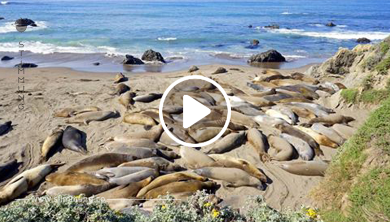 Gute Seite des Shutdowns: Seeelefanten erobern kalifornische Strände zurück