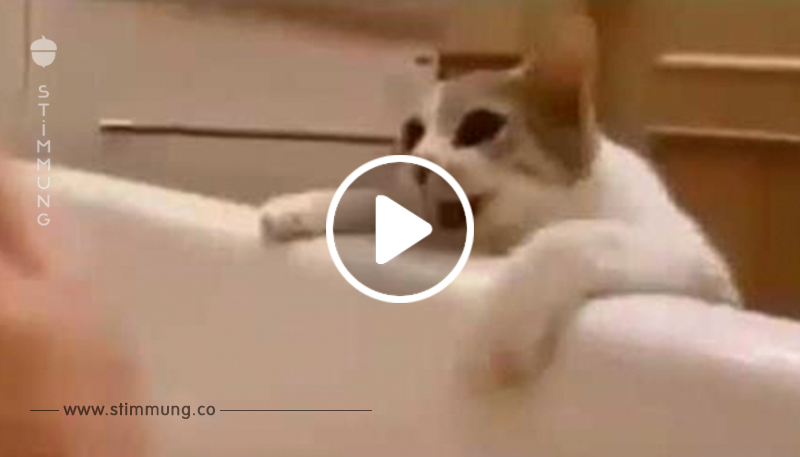 Video: Katze glaubt, Frauchen ertrinkt in Badewanne.