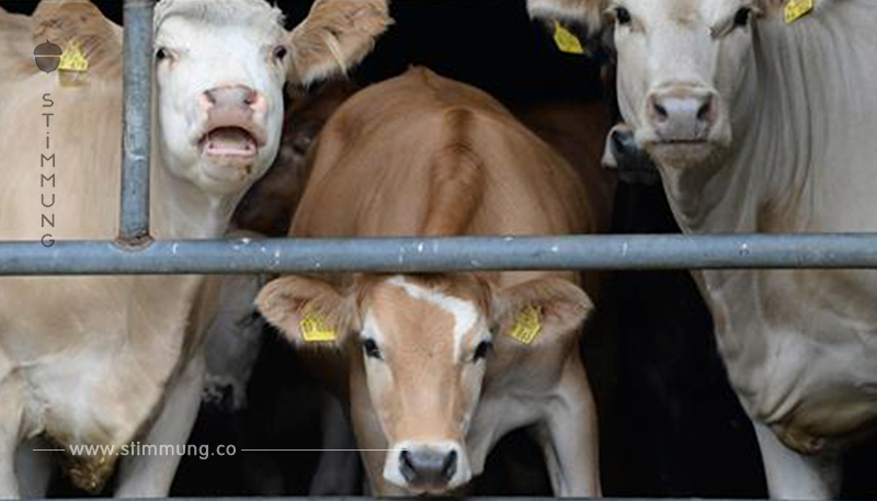 Wegen Tierquälerei: Landshut verbietet Tiertransporte in weit entfernte Länder