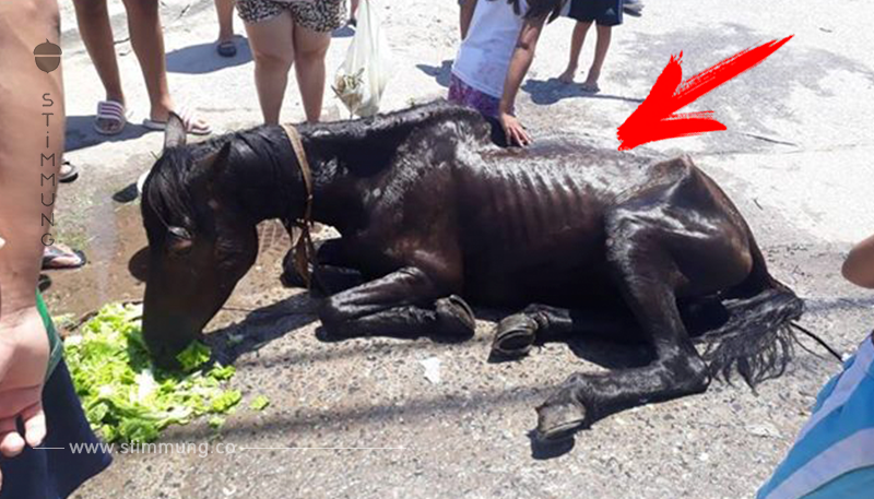 Nachbarn retten extrem unterernährtes Pferd und setzen kurz darauf die Kutsche in Brand