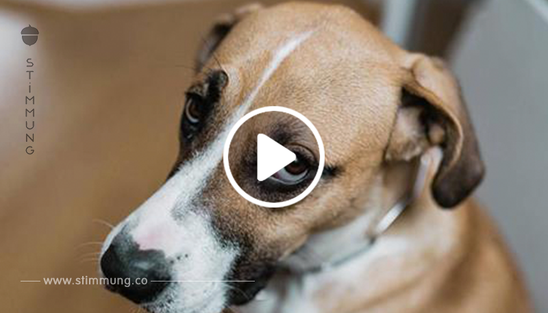 Bürgermeister in Seoul will Hunde Schlachthöfe schließen lassen