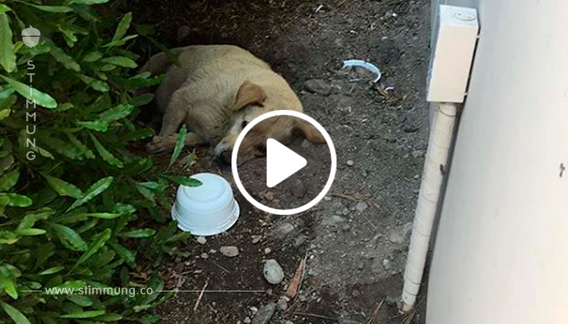 Hund lebt auf der Straße, nachdem seine Besitzer umgezogen sind und ihn zurückgelassen haben