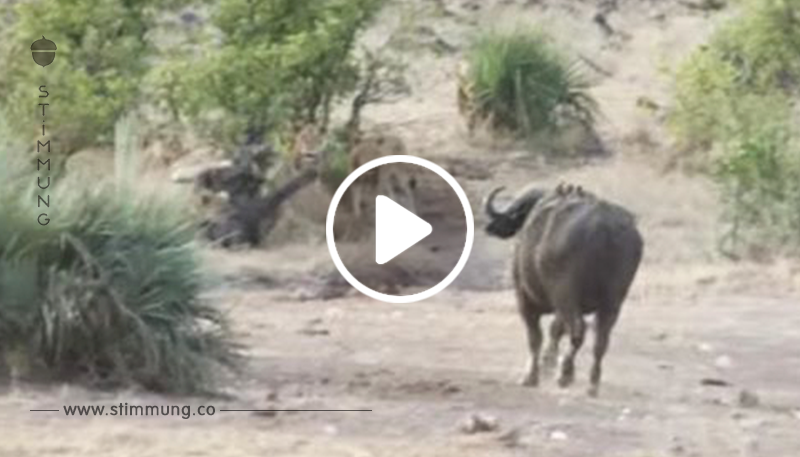 Gegen die Löwen hat das Elefantenbaby keine Chance   doch es kommt ungeahnte Hilfe (Video)
