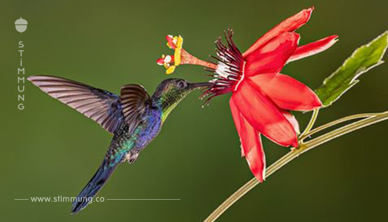 Das erstaunliche Leben der Kolibris