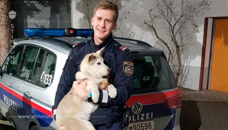 Polizisten retten Husky-Welpen vor Betrunkenem
