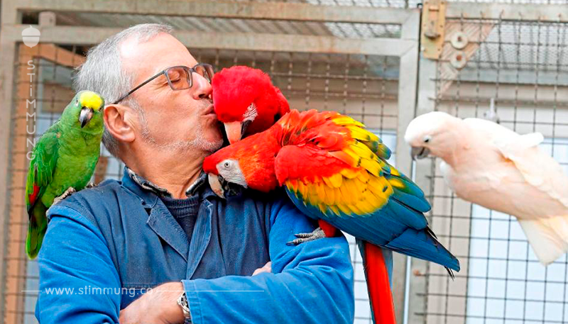 25 JAHRE WAR ER IM KÄFIG EINES REISEBÜROS GEFANGEN Vogel-Papa rettet Kakadu Columbus ...und hat rund 130 weitere Papageien, für die er sogar eine Halle baute