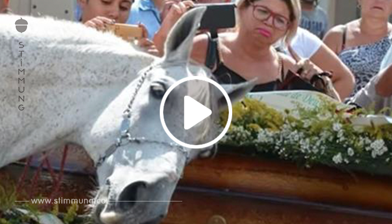Trauerndes Pferd riecht Sarg seines Besitzers und hat emotionalen Zusammenbruch