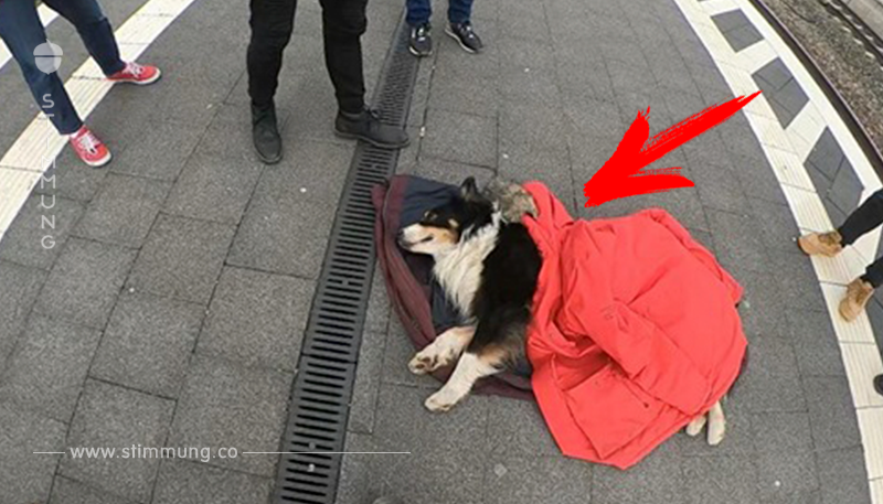 Hund kollabiert zum zweiten Mal an Bahnhof – dieses Mal können Ärzte nicht helfen