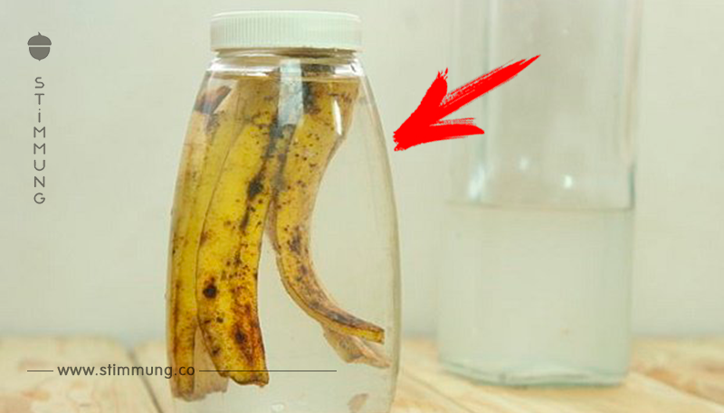 Wirf deine Bananenschalen nicht mehr einfach weg! Hier folgen 7 effektive Wege, wie man sie im Garten verwenden kann.