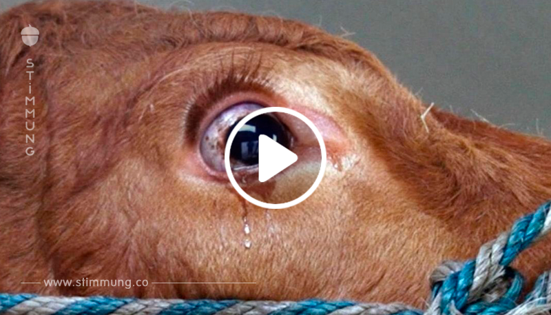 Vor Schlachter gerettete Kuh weint Angst-Tränen.	