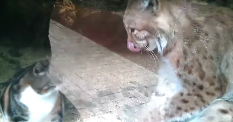 Video von in Luchs-Käfig gefallener Katze wird Internet-Hit.