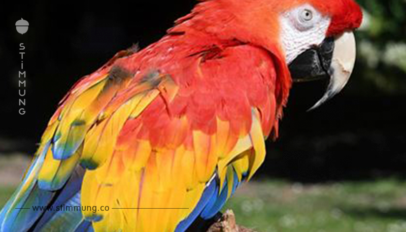 Nach Tod von Rosalinda: Warum werden Papageien eigentlich so alt?